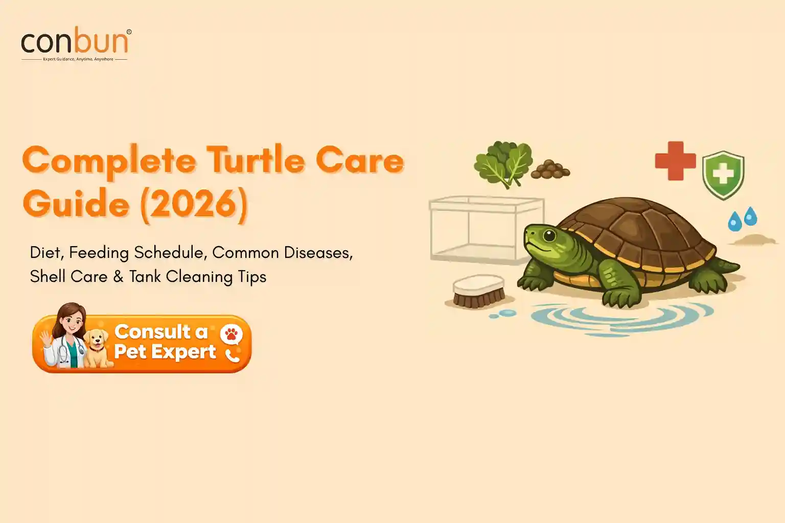 Complete Turtle Care Guide: Diet, Health Problems, Shell Care & Tank Cleaning